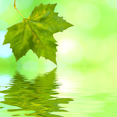 Image showing Beautiful green leaves in spring with reflection