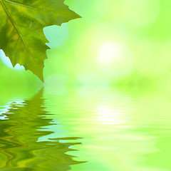 Image showing Beautiful green leaves in spring with reflection