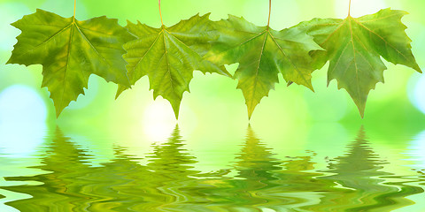 Image showing Beautiful green leaves in spring with reflection