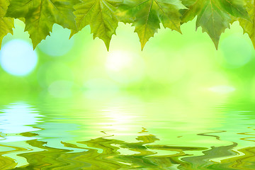 Image showing Beautiful green leaves in spring with reflection