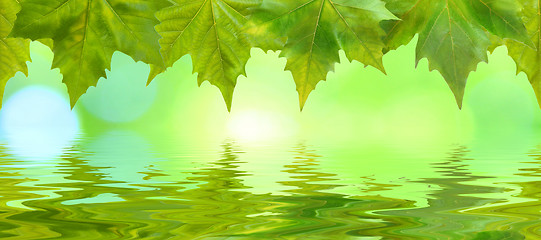 Image showing Beautiful green leaves in spring with reflection