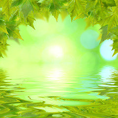 Image showing Beautiful green leaves in spring with reflection