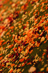 Image showing petal  rose on grass