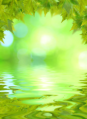 Image showing Beautiful green leaves in spring with reflection