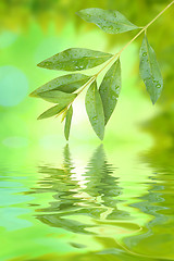 Image showing Beautiful green leaves in spring with reflection