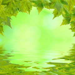 Image showing Beautiful green leaves in spring with reflection