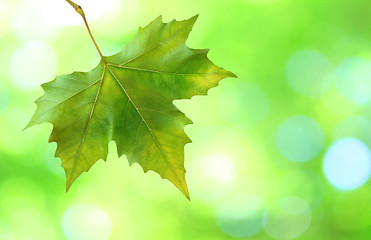 Image showing Beautiful green leaves with green background in spring