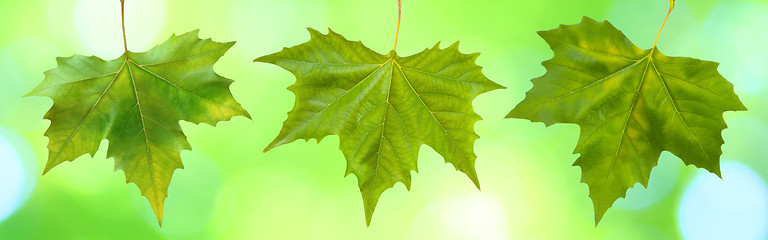 Image showing Beautiful green leaves with green background in spring