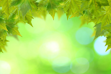 Image showing Beautiful green leaves with green background in spring