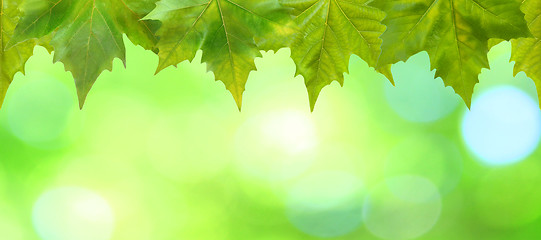 Image showing Beautiful green leaves with green background in spring