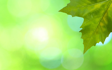 Image showing Beautiful green leaves with green background in spring