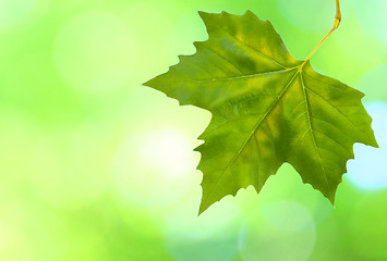 Image showing Beautiful green leaves with green background in spring