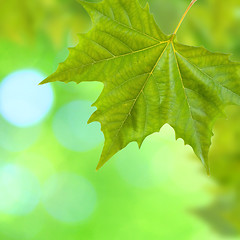 Image showing Beautiful green leaves with green background in spring