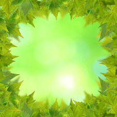 Image showing Beautiful green leaves with green background in spring