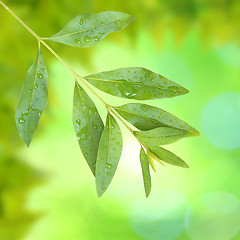 Image showing Beautiful green leaves with green background in spring