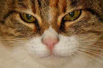 Image showing cat close up