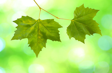 Image showing Beautiful green leaves with green background in spring