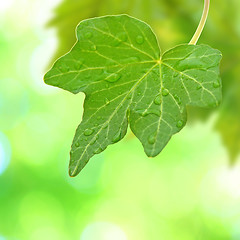 Image showing Beautiful green leaves with green background in spring