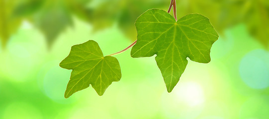 Image showing Beautiful green leaves with green background in spring