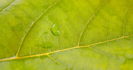 Image showing Beautiful green leaves with green background in spring