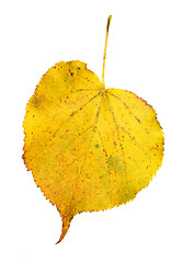 Image showing Beautiful golden leaves in autumn