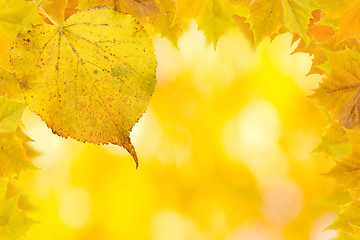 Image showing Beautiful golden leaves in autumn