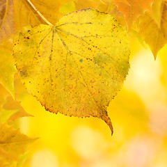 Image showing Beautiful golden leaves in autumn