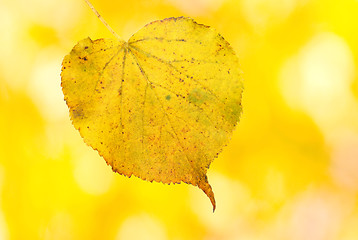 Image showing Beautiful golden leaves in autumn