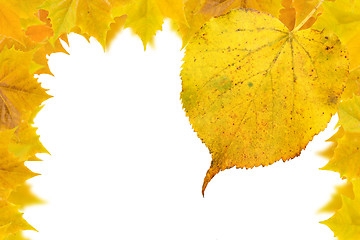 Image showing Beautiful golden leaves in autumn