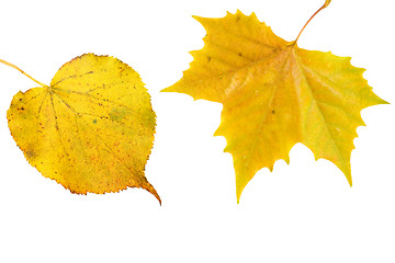 Image showing Beautiful golden leaves in autumn