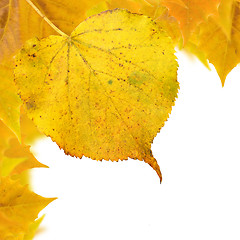 Image showing Beautiful golden leaves in autumn