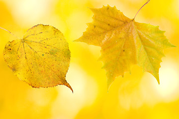 Image showing Beautiful leaves in autumn