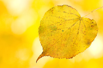 Image showing Beautiful leaves in autumn