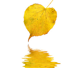 Image showing Beautiful golden leaves in autumn