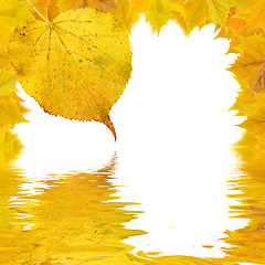 Image showing Beautiful golden leaves in autumn