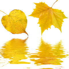 Image showing Beautiful golden leaves in autumn