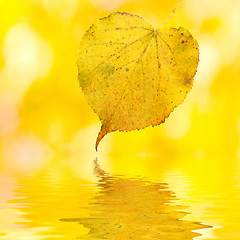 Image showing Beautiful golden leaves in autumn