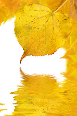 Image showing Beautiful golden leaves in autumn