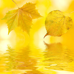 Image showing Beautiful golden leaves in autumn