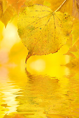 Image showing Beautiful golden leaves in autumn