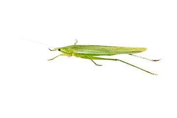 Image showing Green Grasshopper isolated on white.