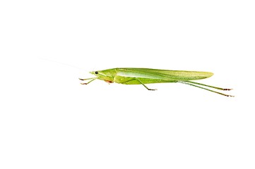 Image showing Green Grasshopper isolated on white.