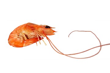 Image showing Red Boiled Shrimp. Isolated on white.