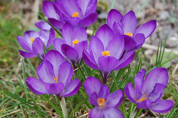 Image showing crocus