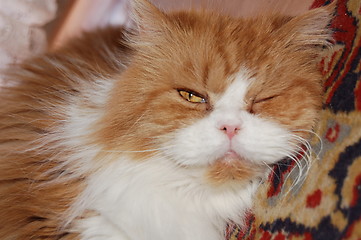 Image showing the persian cat