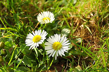 Image showing daisies