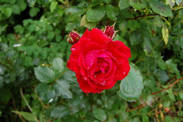 Image showing red rose