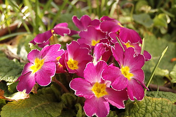 Image showing flowers