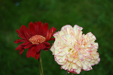 Image showing flowers