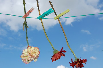 Image showing three flowers